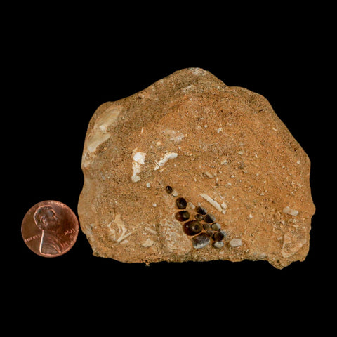 0.8" Bony Fish Fossil Phacodus Punctatus Ray Finned Jaw Teeth In Matrix Morocco - Fossil Age Minerals