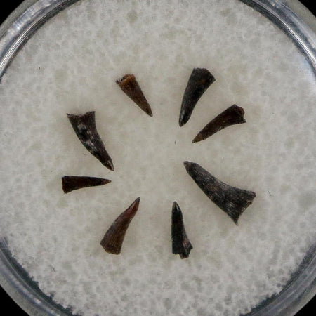 Trimerorhachis Teeth Fossil Permian Age Reptile Waurika Oklahoma COA, Display