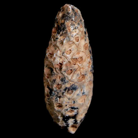 1.5" Fossil Pine Cone Equicalastrobus Replaced By Agate Eocene Age Seeds Fruit - Fossil Age Minerals
