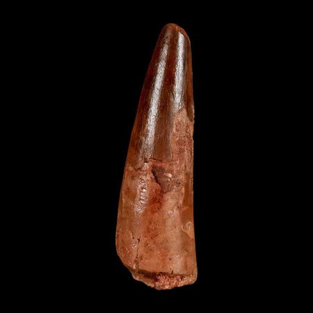 1.8" Spinosaurus Fossil Tooth 100 Million Years Old Cretaceous Dinosaur COA Stand