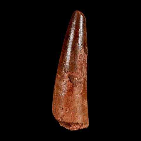 1.8" Spinosaurus Fossil Tooth 100 Million Years Old Cretaceous Dinosaur COA Stand