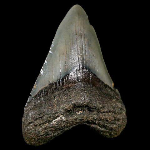 2.5" Quality Megalodon Shark Tooth Serrated Fossil Natural Miocene Age COA - Fossil Age Minerals