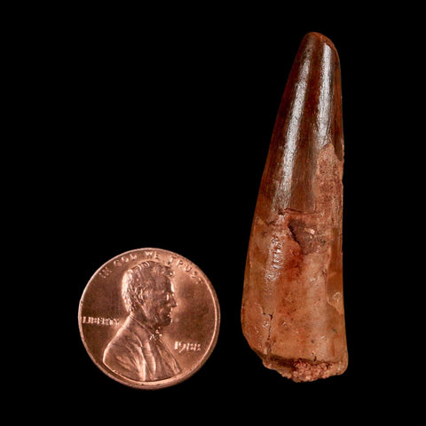 1.8" Spinosaurus Fossil Tooth 100 Million Years Old Cretaceous Dinosaur COA Stand
