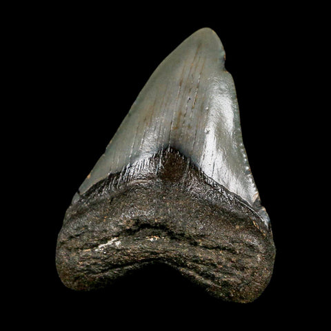 2.5" Quality Megalodon Shark Tooth Serrated Fossil Natural Miocene Age COA - Fossil Age Minerals