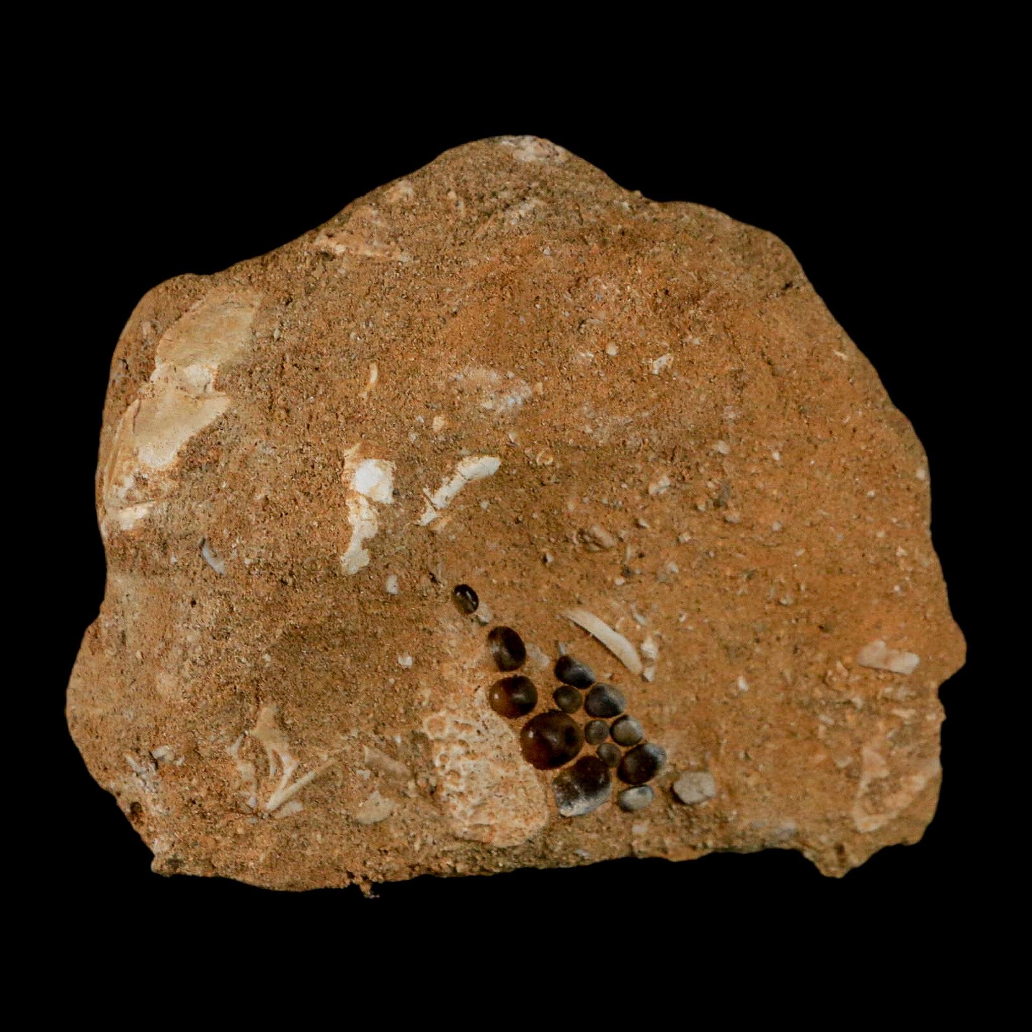 0.8" Bony Fish Fossil Phacodus Punctatus Ray Finned Jaw Teeth In Matrix Morocco - Fossil Age Minerals