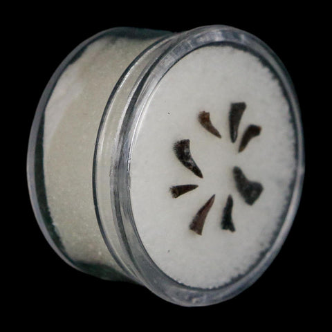 Trimerorhachis Teeth Fossil Permian Age Reptile Waurika Oklahoma COA, Display