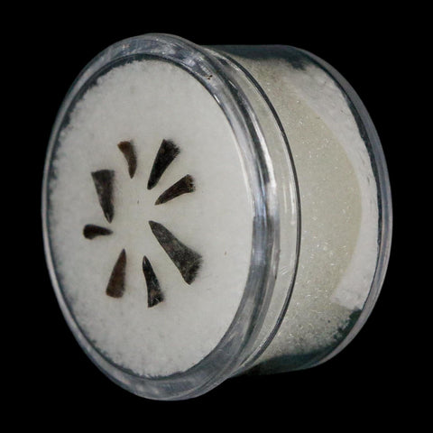 Trimerorhachis Teeth Fossil Permian Age Reptile Waurika Oklahoma COA, Display