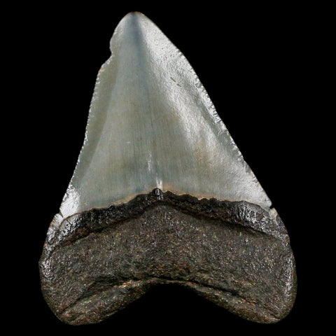 2.5" Quality Megalodon Shark Tooth Serrated Fossil Natural Miocene Age COA - Fossil Age Minerals