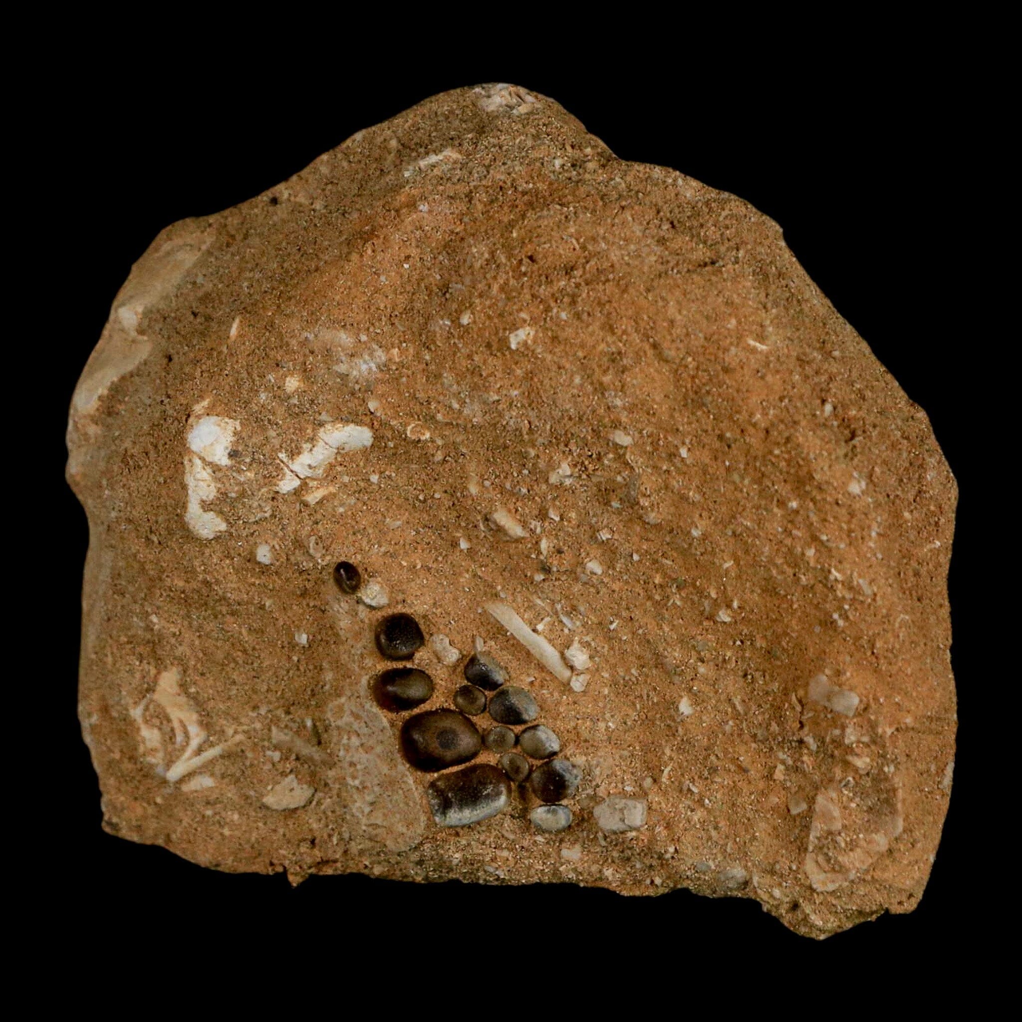 0.8" Bony Fish Fossil Phacodus Punctatus Ray Finned Jaw Teeth In Matrix Morocco - Fossil Age Minerals