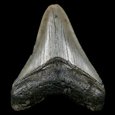 2.7" Quality Megalodon Shark Tooth Serrated Fossil Natural Miocene Age COA - Fossil Age Minerals