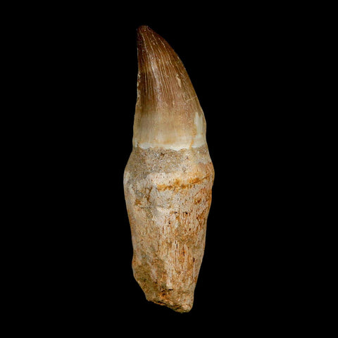 XL 3.9" Mosasaur Prognathodon Fossil Tooth Rooted Cretaceous Dinosaur Era COA - Fossil Age Minerals