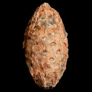 1.4" Fossil Pine Cone Equicalastrobus Replaced By Agate Eocene Age Seeds Fruit