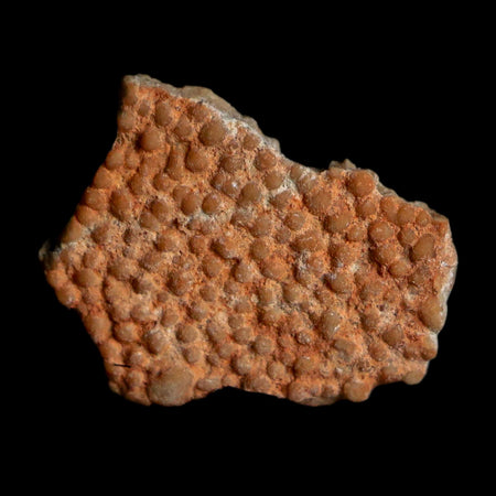 0.5" Megaloolithus Titanosaur Dinosaur Fossil Egg Shell Bouches Du Rhone France Display