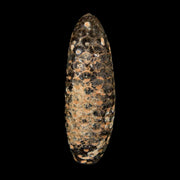 XXL 2.5" Fossil Pine Cone Equicalastrobus Replaced By Agate Eocene Age Seeds Fruit