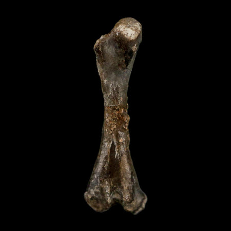 0.8" Captorhinus Aguti Fossil Femur Bone Permian Age Reptile 299 Mil Yrs Old Display COA