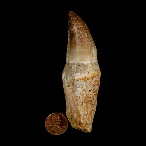 XL 3.9" Mosasaur Prognathodon Fossil Tooth Rooted Cretaceous Dinosaur Era COA - Fossil Age Minerals
