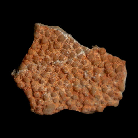 0.5" Megaloolithus Titanosaur Dinosaur Fossil Egg Shell Bouches Du Rhone France Display