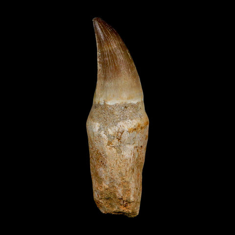 XL 3.9" Mosasaur Prognathodon Fossil Tooth Rooted Cretaceous Dinosaur Era COA - Fossil Age Minerals