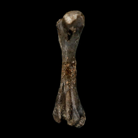 0.8" Captorhinus Aguti Fossil Femur Bone Permian Age Reptile 299 Mil Yrs Old Display COA - Fossil Age Minerals