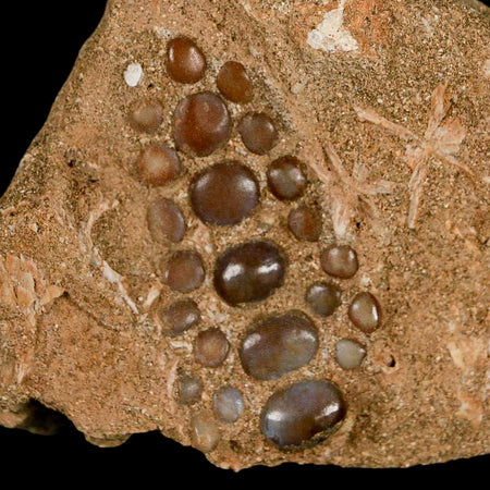 1.9" Bony Fish Fossil Phacodus Punctatus Ray Finned Jaw Teeth In Matrix Morocco