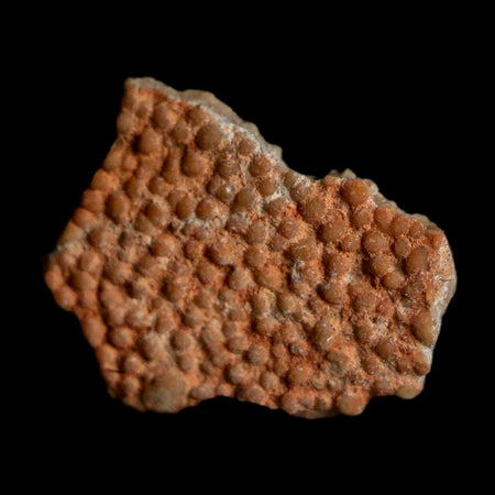 0.5" Megaloolithus Titanosaur Dinosaur Fossil Egg Shell Bouches Du Rhone France Display