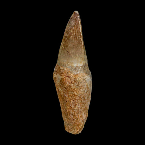XL 3.9" Mosasaur Prognathodon Fossil Tooth Rooted Cretaceous Dinosaur Era COA - Fossil Age Minerals