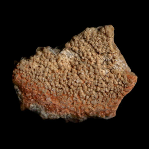 0.5" Megaloolithus Titanosaur Dinosaur Fossil Egg Shell Bouches Du Rhone France Display