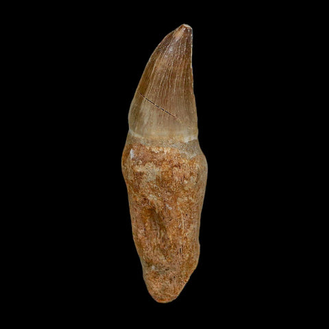 XL 3.9" Mosasaur Prognathodon Fossil Tooth Rooted Cretaceous Dinosaur Era COA - Fossil Age Minerals