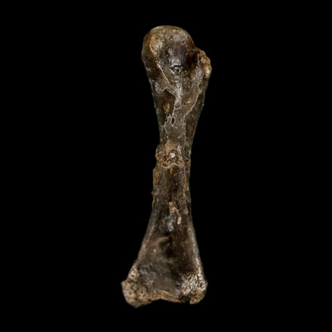 0.8" Captorhinus Aguti Fossil Femur Bone Permian Age Reptile 299 Mil Yrs Old Display COA - Fossil Age Minerals