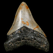 3.2" Quality Megalodon Shark Tooth Serrated Fossil Natural Miocene Age COA