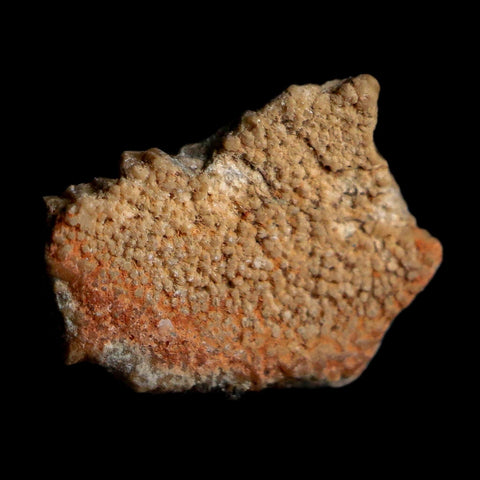 0.5" Megaloolithus Titanosaur Dinosaur Fossil Egg Shell Bouches Du Rhone France Display