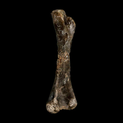 0.8" Captorhinus Aguti Fossil Femur Bone Permian Age Reptile 299 Mil Yrs Old Display COA - Fossil Age Minerals