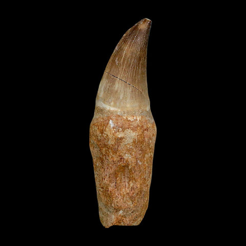 XL 3.9" Mosasaur Prognathodon Fossil Tooth Rooted Cretaceous Dinosaur Era COA - Fossil Age Minerals