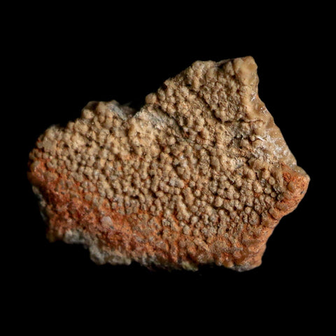0.5" Megaloolithus Titanosaur Dinosaur Fossil Egg Shell Bouches Du Rhone France Display