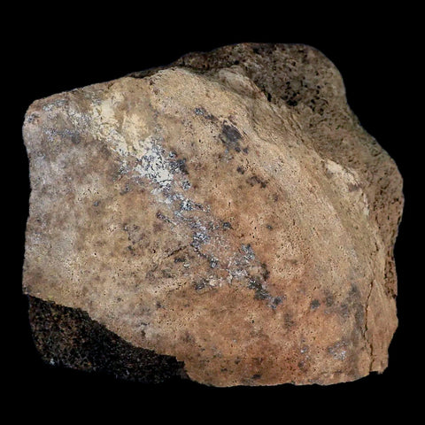 2.8" Centrosaurus Fossil Bone With Marrow Judith River Cretaceous Dinosaur MT COA - Fossil Age Minerals