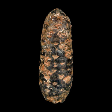 XL 2.1" Fossil Pine Cone Equicalastrobus Replaced By Agate Eocene Age Seeds Fruit