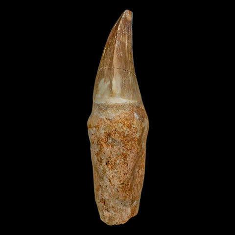 XL 3.9" Mosasaur Prognathodon Fossil Tooth Rooted Cretaceous Dinosaur Era COA - Fossil Age Minerals