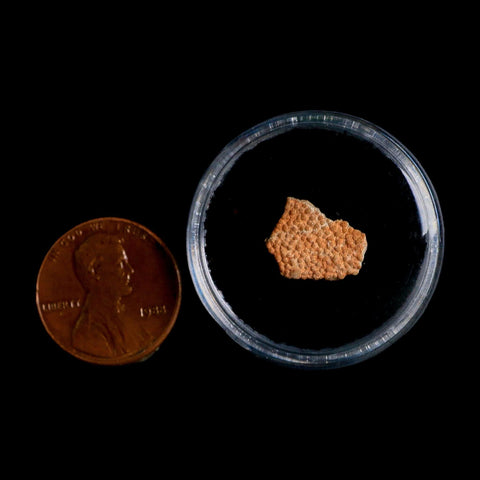 0.5" Megaloolithus Titanosaur Dinosaur Fossil Egg Shell Bouches Du Rhone France Display