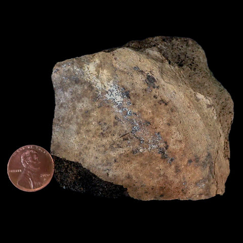 2.8" Centrosaurus Fossil Bone With Marrow Judith River Cretaceous Dinosaur MT COA - Fossil Age Minerals