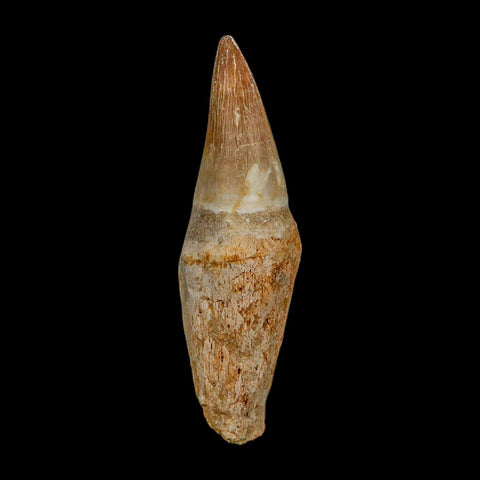 XL 3.9" Mosasaur Prognathodon Fossil Tooth Rooted Cretaceous Dinosaur Era COA - Fossil Age Minerals