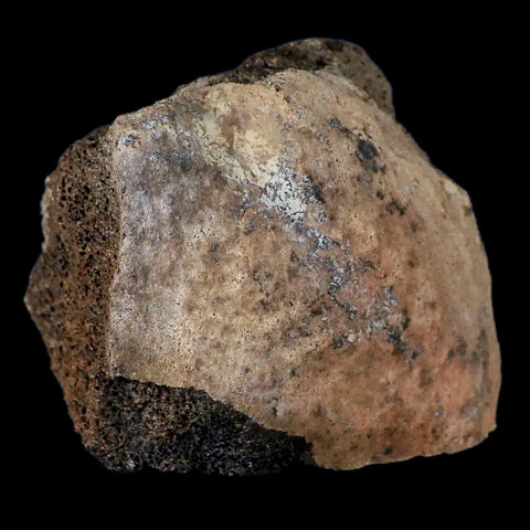 2.8" Centrosaurus Fossil Bone With Marrow Judith River Cretaceous Dinosaur MT COA - Fossil Age Minerals