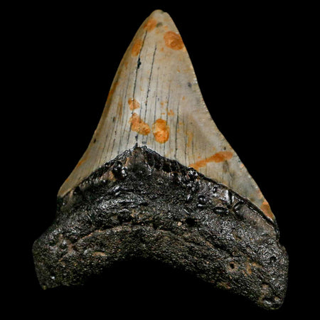 3.2" Quality Megalodon Shark Tooth Serrated Fossil Natural Miocene Age COA