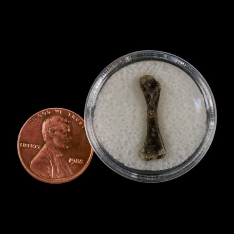 0.8" Captorhinus Aguti Fossil Femur Bone Permian Age Reptile 299 Mil Yrs Old Display COA - Fossil Age Minerals