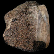 2.8" Centrosaurus Fossil Bone With Marrow Judith River Cretaceous Dinosaur MT COA