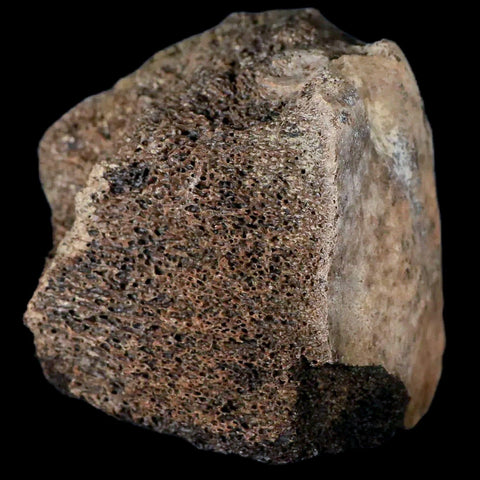 2.8" Centrosaurus Fossil Bone With Marrow Judith River Cretaceous Dinosaur MT COA - Fossil Age Minerals