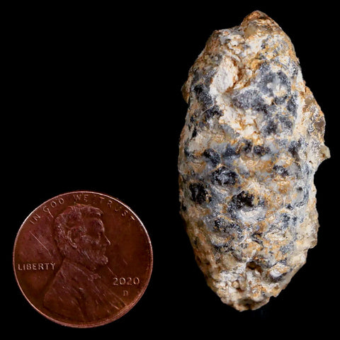 1.6" Fossil Pine Cone Equicalastrobus Replaced By Agate Eocene Age Seeds Fruit - Fossil Age Minerals