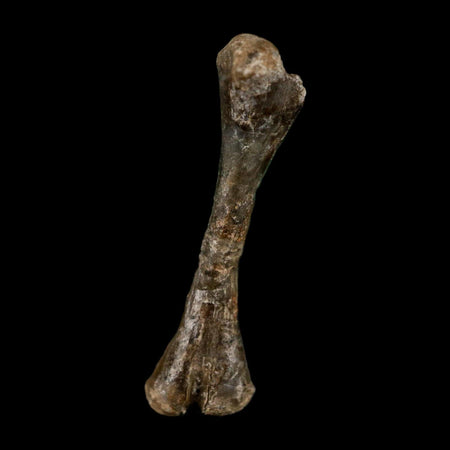 0.9" Captorhinus Aguti Fossil Femur Bone Permian Age Reptile 299 Mil Yrs Old Display COA