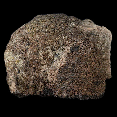 2.8" Centrosaurus Fossil Bone With Marrow Judith River Cretaceous Dinosaur MT COA - Fossil Age Minerals