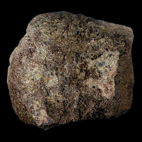 2.8" Centrosaurus Fossil Bone With Marrow Judith River Cretaceous Dinosaur MT COA - Fossil Age Minerals