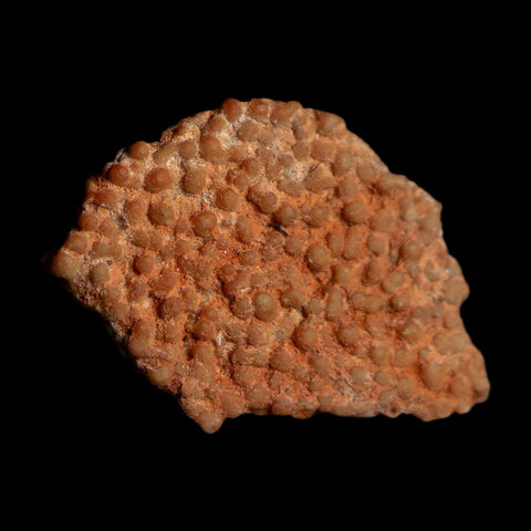 0.6" Megaloolithus Titanosaur Dinosaur Fossil Egg Shell Bouches Du Rhone France Display